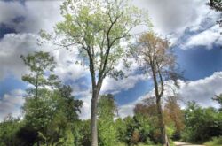 A la découverte des arbres et de la nature du Bois de Vincennes