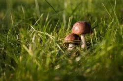 Découvrir les champignons en forêt de Fontainebleau